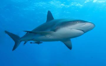 На побережье США акула пятый раз напала на людей