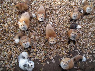 Самое очаровательное место на земле: деревня лис в Японии (ВИДЕО)