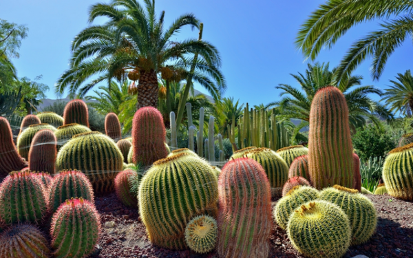 Испанский остров Гран-Канария - континент в миниатюре (ФОТО)