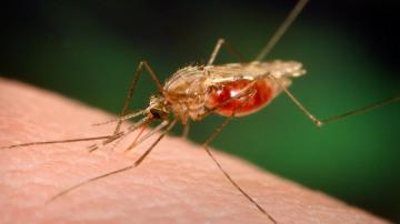 Ученые разработали новое средство от малярии