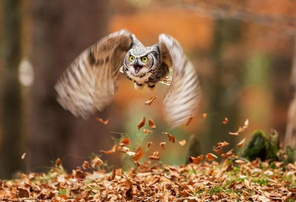 Совы. Сказочные глаза мудрости (ФОТО)