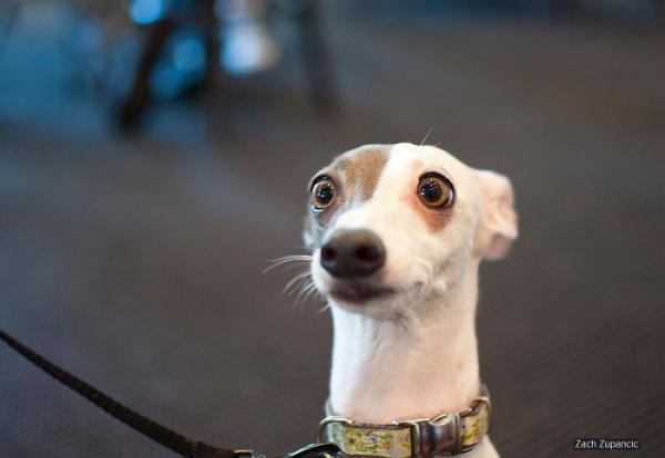 Их застигли врасплох, или как животные выражают удивление (ФОТО)