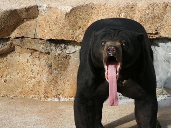 Их застигли врасплох, или как животные выражают удивление (ФОТО)