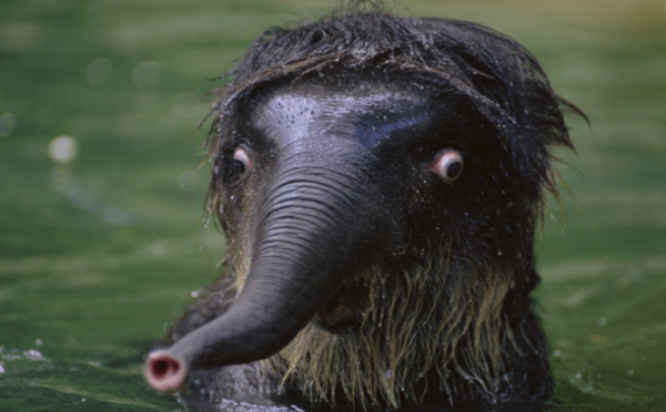 Их застигли врасплох, или как животные выражают удивление (ФОТО)