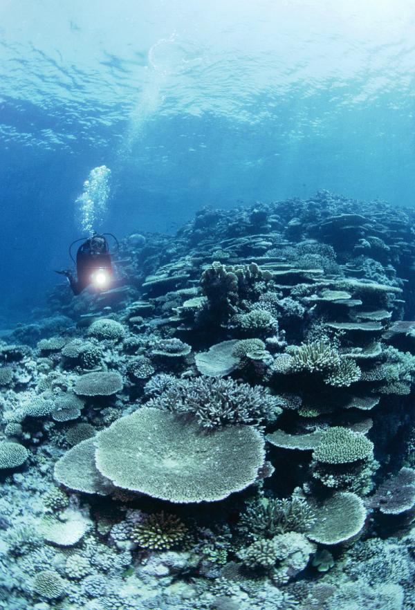 Start in Tioman - фестиваль дайвинга в Малайзии (ФОТО)