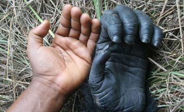 Ученые: Рука шимпанзе более совершенна, чем человеческая