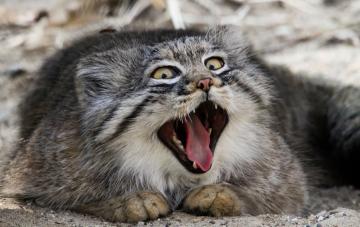 Азия - родина самых суровых котов на планете (ФОТО)