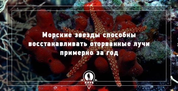 8 интересных фактов про морских обитателей (ФОТО)