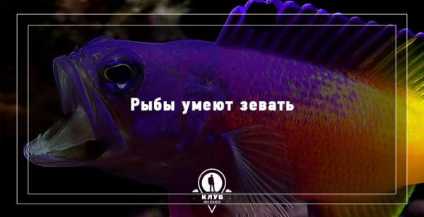 8 интересных фактов про морских обитателей (ФОТО)