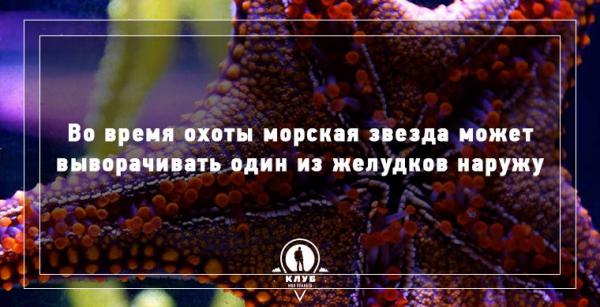 8 интересных фактов про морских обитателей (ФОТО)