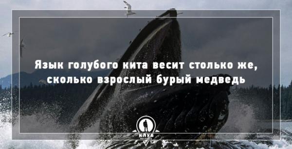 8 интересных фактов про морских обитателей (ФОТО)