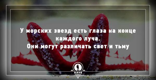 8 интересных фактов про морских обитателей (ФОТО)