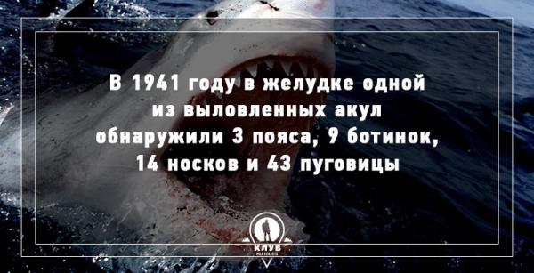 8 интересных фактов про морских обитателей (ФОТО)
