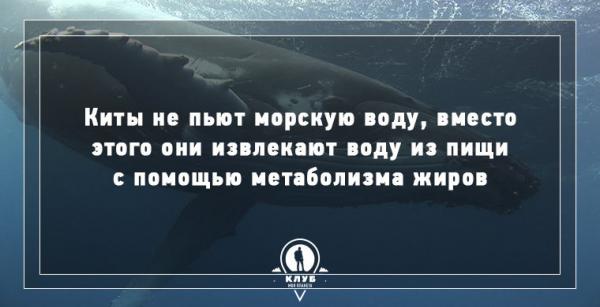8 интересных фактов про морских обитателей (ФОТО)