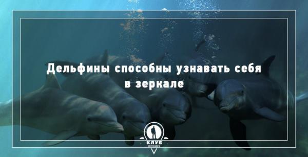 8 интересных фактов про морских обитателей (ФОТО)