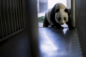 В Гонконге обитает самая старая панда на планете (ФОТО)
