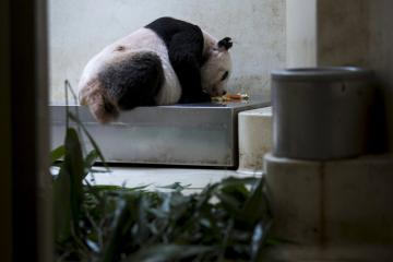 В Гонконге обитает самая старая панда на планете (ФОТО)