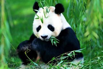 Хитрая панда попыталась сбежать из китайского парка с помощью подкопа (ВИДЕО)
