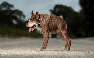 В  американском штате Флорида живет самая уродливая собака в мире (ФОТО)