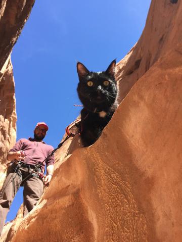 Кошка-альпинист покоряет вершины вместе с хозяином (ФОТО)