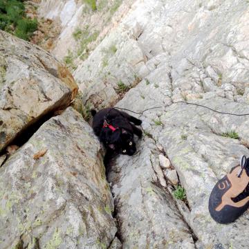 Кошка-альпинист покоряет вершины вместе с хозяином (ФОТО)