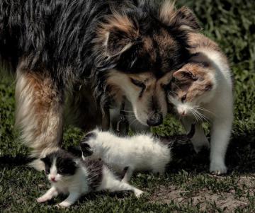 В мире животных: коты, которые без ума от собак (ФОТО)