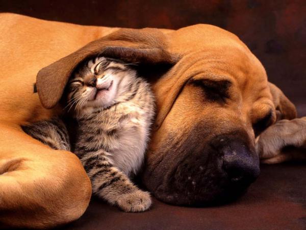 В мире животных: коты, которые без ума от собак (ФОТО)
