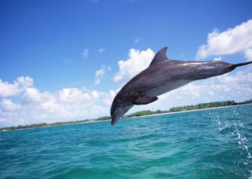 Голодный дельфин перепутал телефон с едой (ВИДЕО)