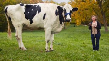 Книга рекордов Гиннесса: самая высокая корова в мире (ВИДЕО)