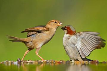Ученые попытались объяснить повышенную агрессивность некоторых птиц