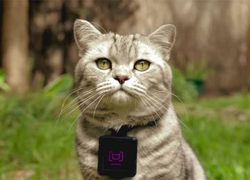 Компания Whiskas создала фотокамеру для кошек (ФОТО)