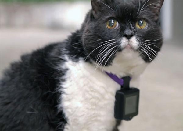 Компания Whiskas создала фотокамеру для кошек (ФОТО)