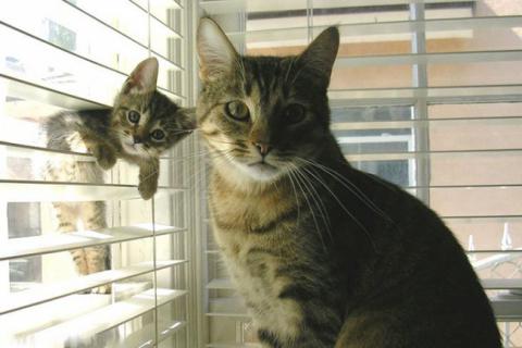 Счастливые родители. Поразительное сходство между котами (ФОТО)