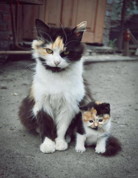 Счастливые родители. Поразительное сходство между котами (ФОТО)