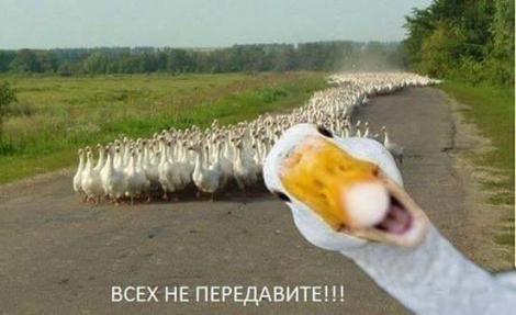 Гусиная угроза. Птицы отомстят Путину (ФОТО)