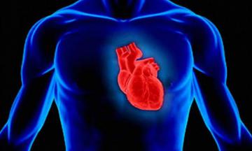 Почему сердце человека не регенерируется