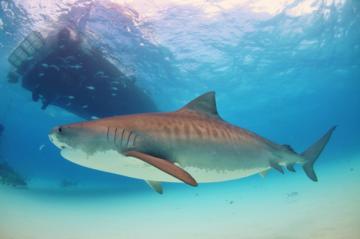 В австралийских водах поймали огромную тигровую акулу (ФОТО)