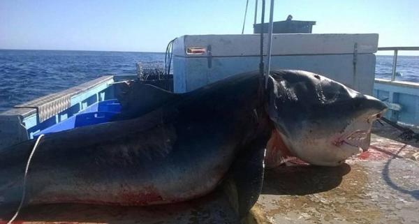 В австралийских водах поймали огромную тигровую акулу (ФОТО)