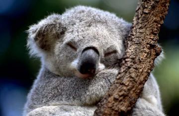 Устроившая погоню за квадроциклом коала стала настоящей звездой Интернета (ВИДЕО)