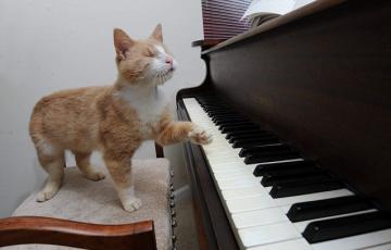 В мире животных: кот-пианист Стиви Уандер (ВИДЕО)