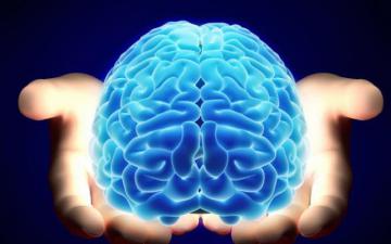 Ученые вырастили человеческий мозг