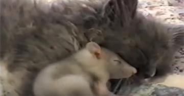 В мире животных: бесстрашный мышонок (ВИДЕО)