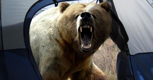 Остаться в живых! 8 распространенных мифов о смертельной опасности