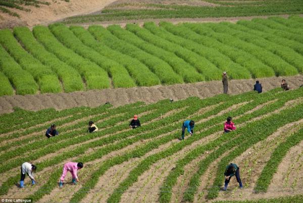 Жизнь в изоляции. Суровые будни обитателей Северной Кореи (ФОТО)