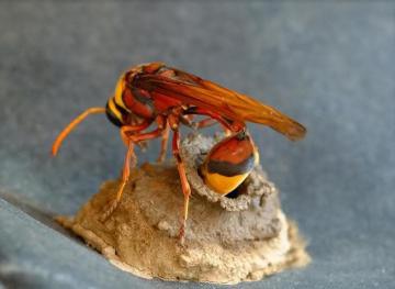 Ученые нашли средство от рака в яде осы (ФОТО)