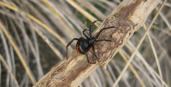 Национальные особенности. 7 отличительных привычек австралийцев (ФОТО)