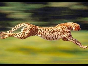 Ученые раскрыли секрет скорости гепардов