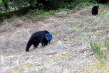 Медведь с синей головой стал хитом интернета (ВИДЕО)