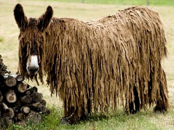 Ужасы генной инженерии: Самые страшные породы домашних животных (ФОТО)