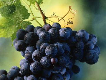 Виноград против болезни Альцгеймера